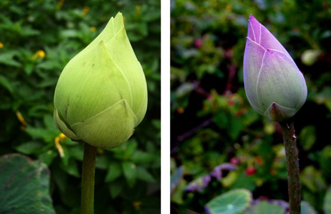 lotus buds