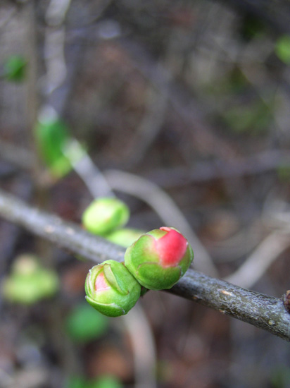 japonica quince bud