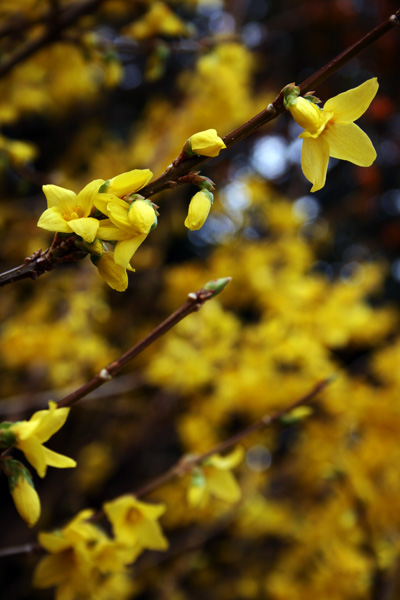 forsythia branches