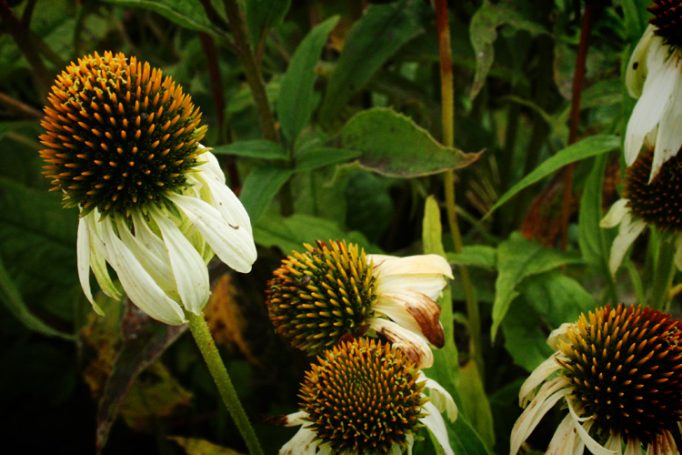 farmleigh echinacea I