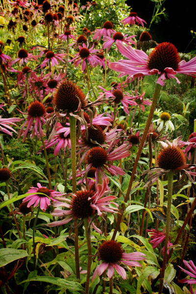 farmleigh echinacea II