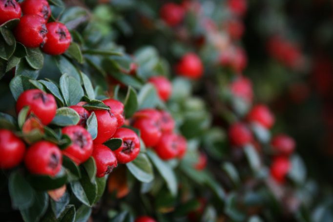 winter berries