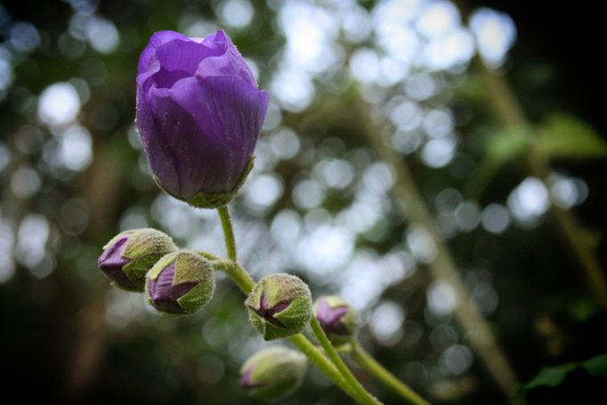 hibiscus buds