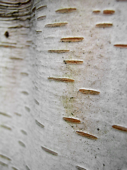 tree bark