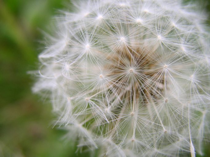 dandelion