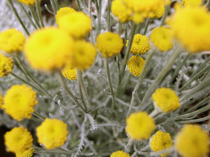 yellow flowers