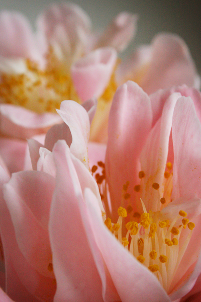 floating camellias