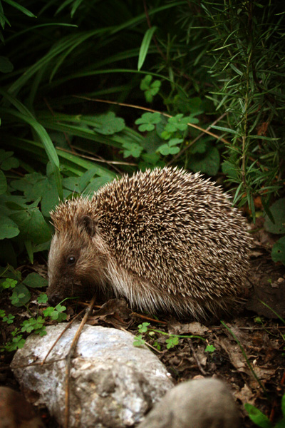 abducting a hedgehog in 3 easy steps