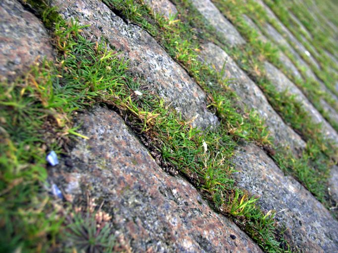 pier path