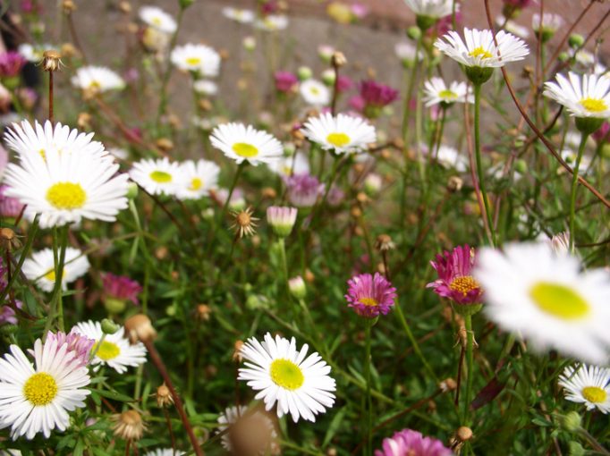 daisies