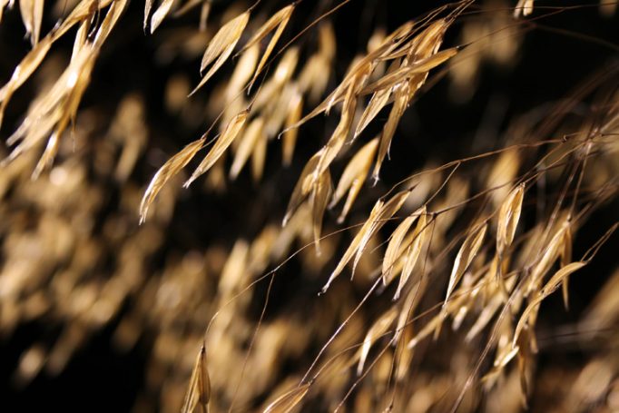 grasses, wind