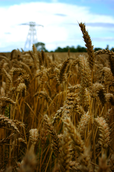 pylon & corn