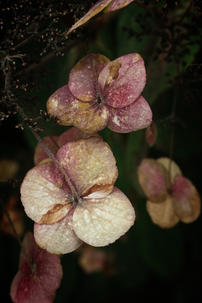 hydrangea