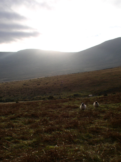 sheep at coomfea