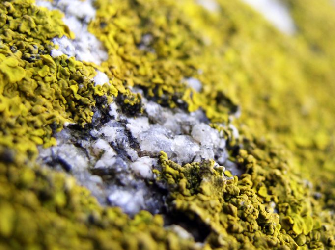 rock lichen