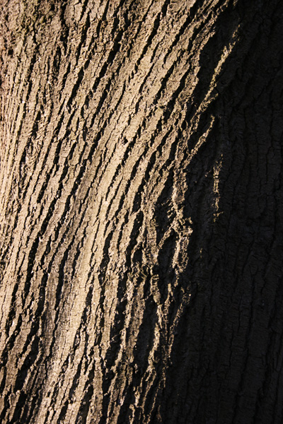 tree trunk texture