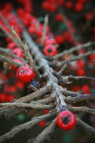 winter berries