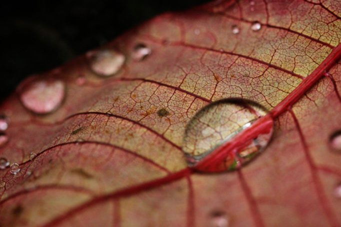 leaf drop