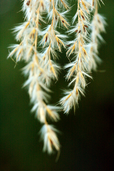 hanging grasses