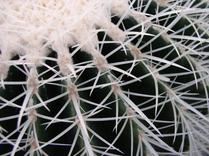 spikey cactus