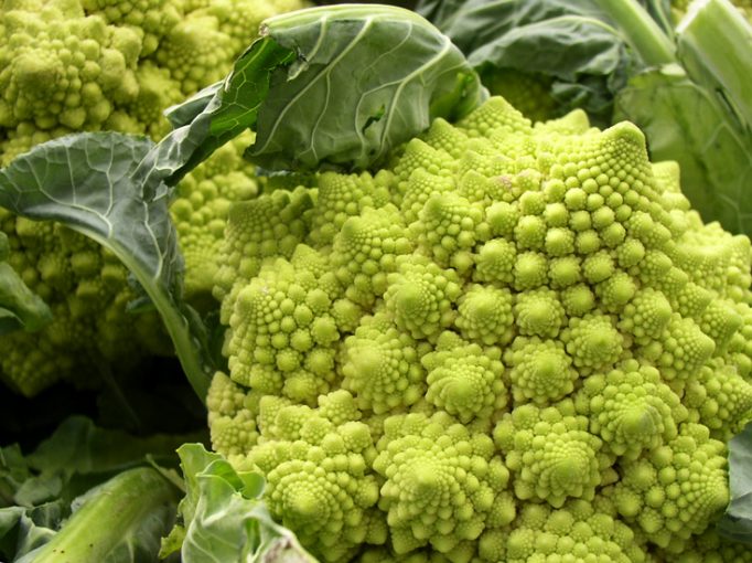 fractal broccoli