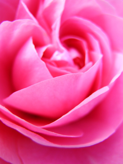 pink rose