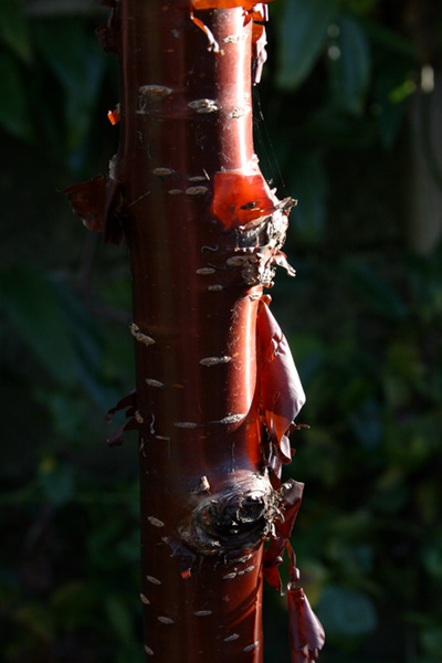 tree trunk light