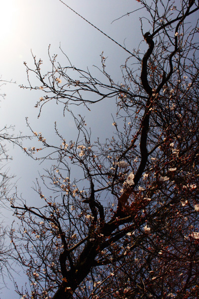 early spring blossom