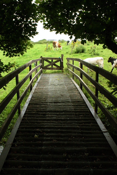 cow bridge