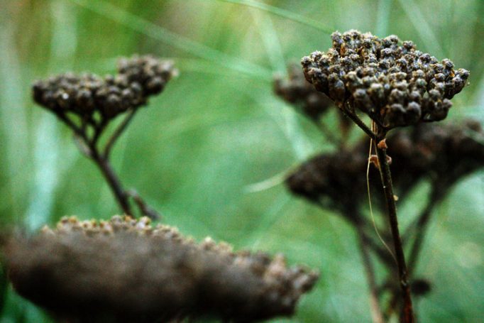 seedheads