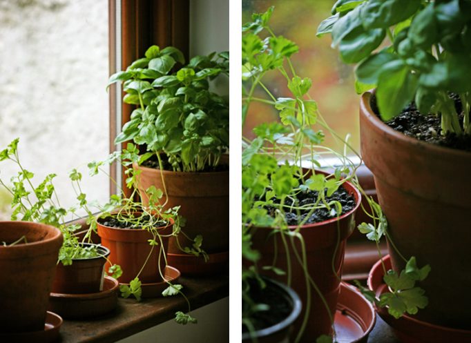 windowsill herbs