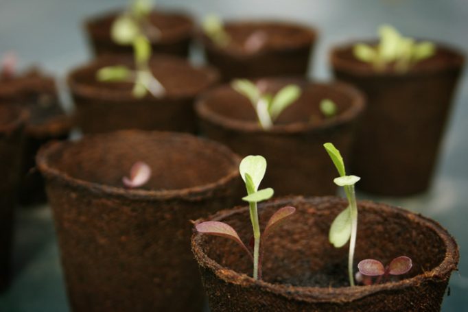 lettuce seedlings