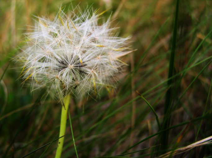 dandelion