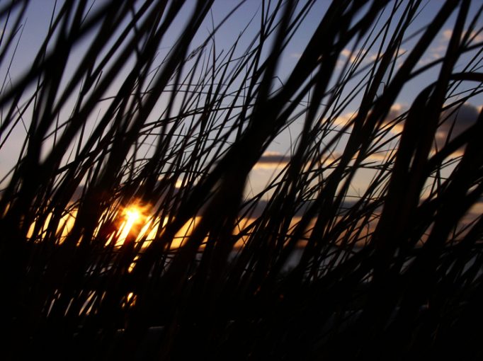 sunset through grasses