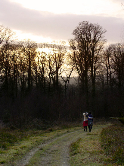 woodland walking