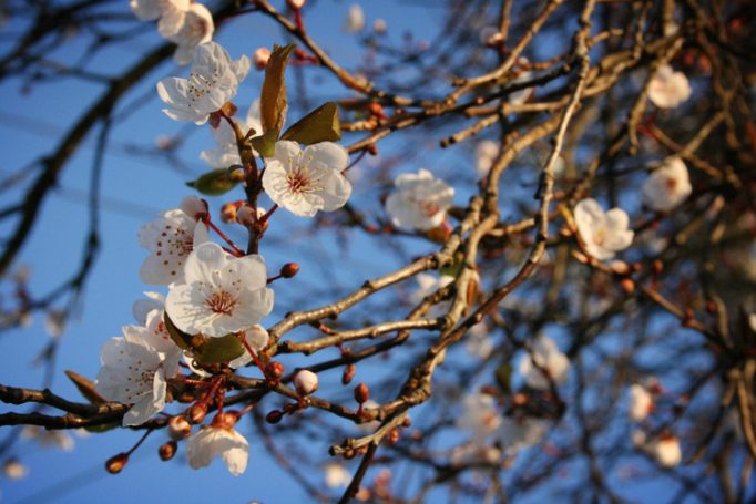 early spring blossom II