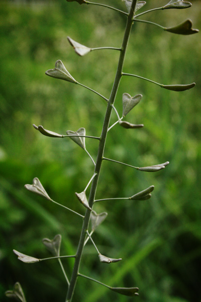 heart shaped leaves