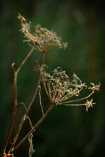 fennel