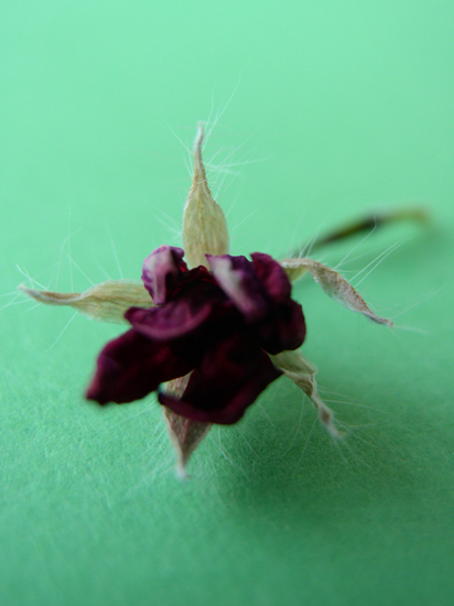 withered geranium
