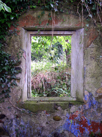 window ivy