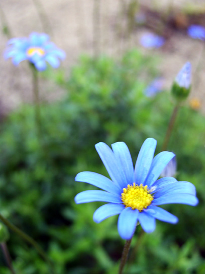 blue flowers