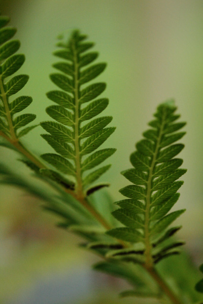 fern leaf macro