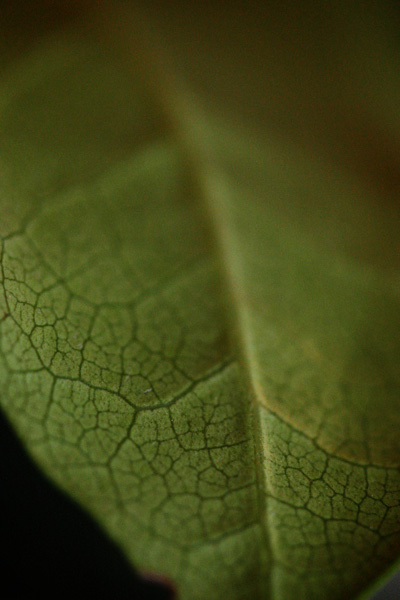 leaf cells