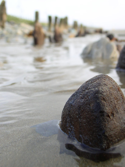 tramore macro