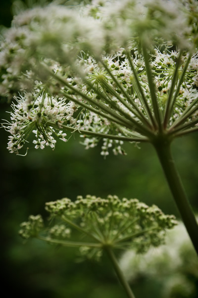 cow parsley