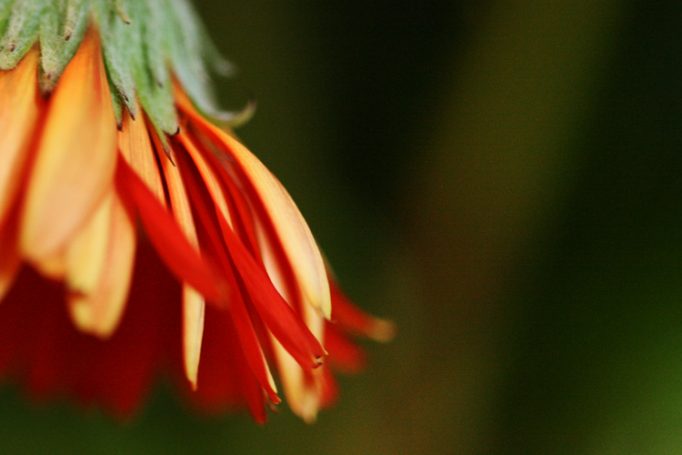 orange petals