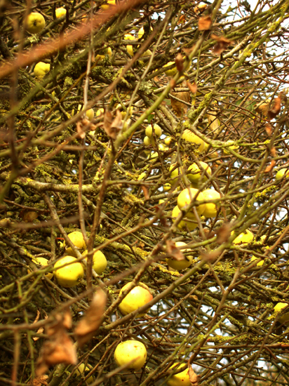 autumn apples