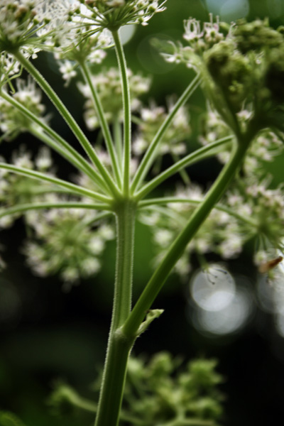 cow parsley continues