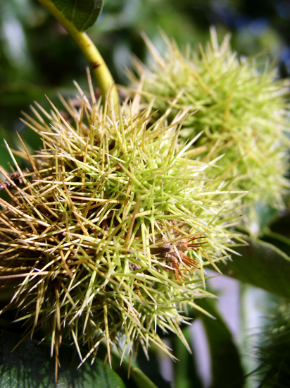 spiky chestnuts