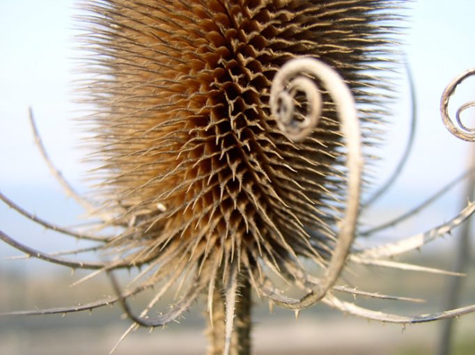 teasel